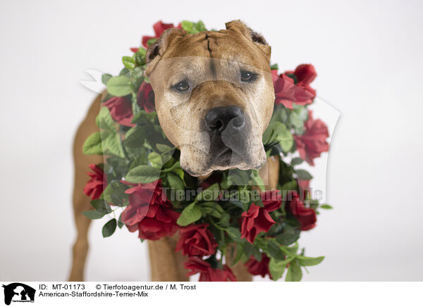 American-Staffordshire-Terrier-Mix / American-Staffordshire-Terrier-Mongrel / MT-01173