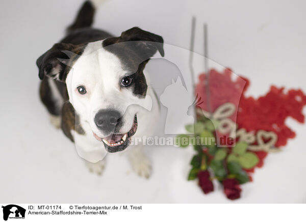 American-Staffordshire-Terrier-Mix / MT-01174