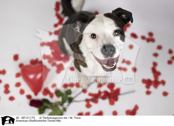 American-Staffordshire-Terrier-Mix / American-Staffordshire-Terrier-Mongrel / MT-01175