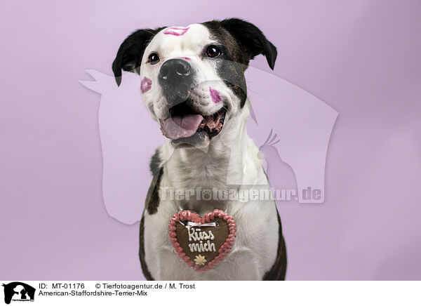 American-Staffordshire-Terrier-Mix / American-Staffordshire-Terrier-Mongrel / MT-01176