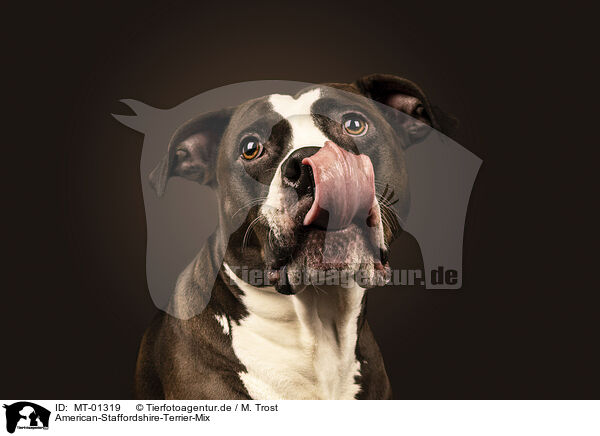 American-Staffordshire-Terrier-Mix / MT-01319