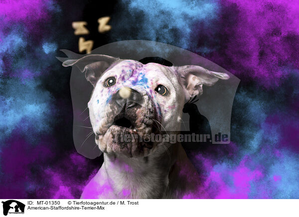 American-Staffordshire-Terrier-Mix / American-Staffordshire-Terrier-Mongrel / MT-01350