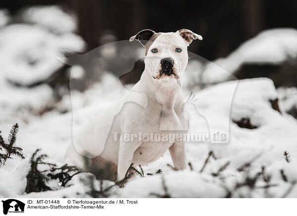 American-Staffordshire-Terrier-Mix / American-Staffordshire-Terrier-Mongrel / MT-01448