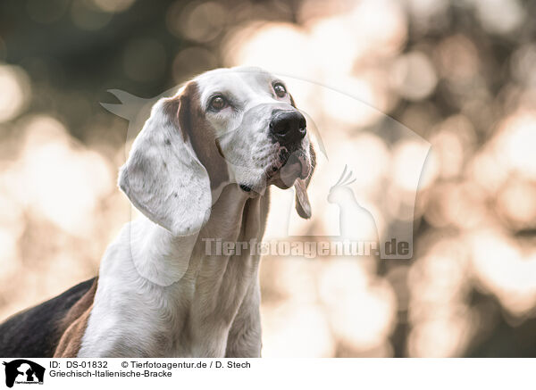 Griechisch-Italienische-Bracke / Greek-Italian-Bracke-Mongrel / DS-01832