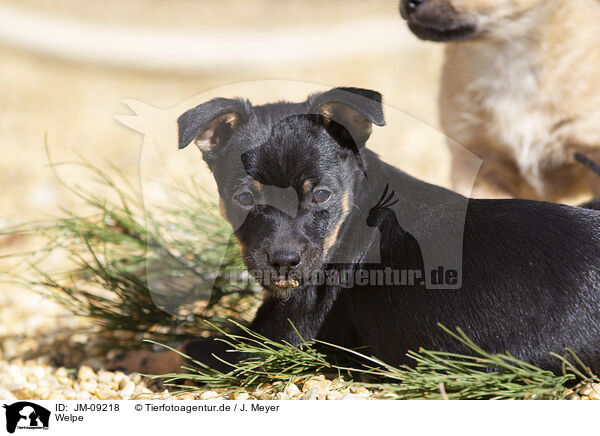 Welpe / Puppy / JM-09218