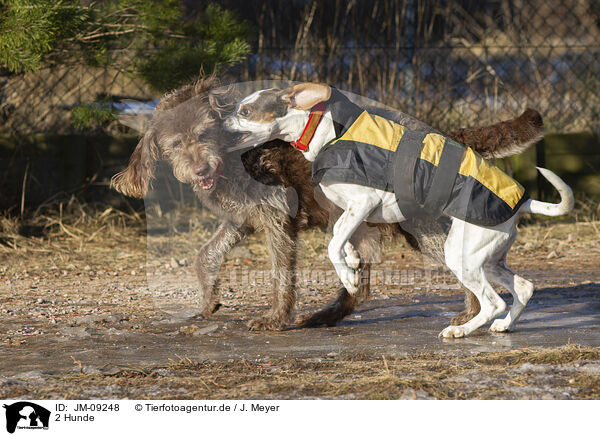 2 Hunde / JM-09248