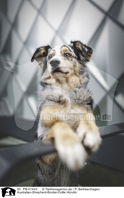 Australian-Shepherd-Border-Collie Hndin / female Australian-Shepherd-Border-Collie / PB-01443