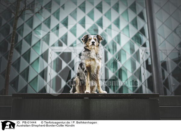 Australian-Shepherd-Border-Collie Hndin / female Australian-Shepherd-Border-Collie / PB-01444
