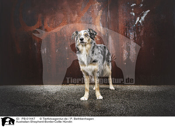 Australian-Shepherd-Border-Collie Hndin / female Australian-Shepherd-Border-Collie / PB-01447