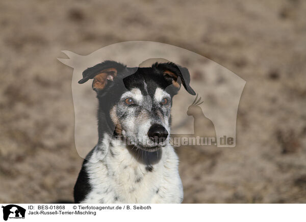 Jack-Russell-Terrier-Mischling / Jack-Russell-Terrier-Mongrel / BES-01868