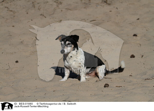 Jack-Russell-Terrier-Mischling / Jack-Russell-Terrier-Mongrel / BES-01880