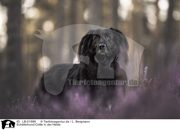 Schferhund-Collie in der Heide / Shepherd-Collie in heath / LB-01986