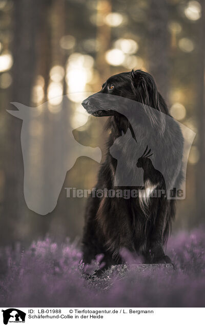 Schferhund-Collie in der Heide / Shepherd-Collie in heath / LB-01988