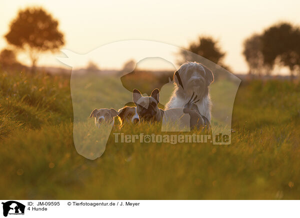 4 Hunde / 4 dogs / JM-09595