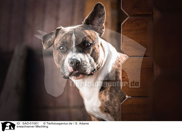 erwachsener Mischling / adult mongrel / SAD-01061
