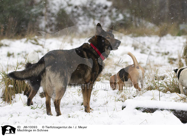 Mischlinge im Schnee / mongrels in the snow / JM-10093