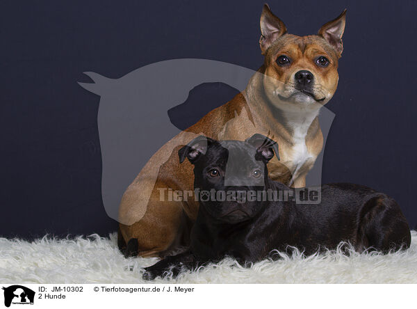 2 Hunde / 2 dogs / JM-10302