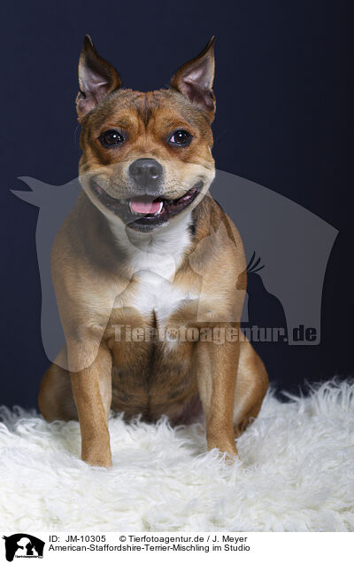 American-Staffordshire-Terrier-Mischling im Studio / American-Staffordshire-Terrier-Mongrel in studio / JM-10305