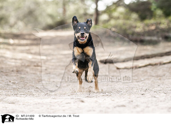 Rottweiler-Mix / Rottweiler-Mongrel / MT-01489