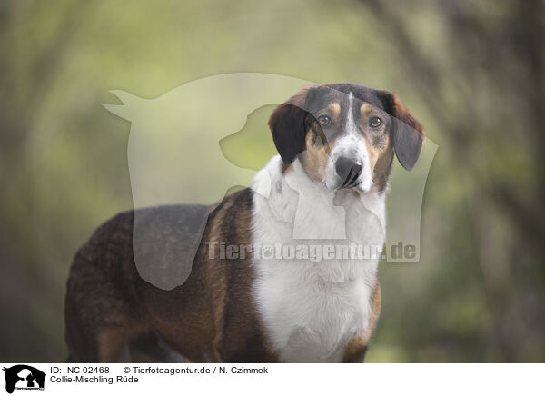 Collie-Mischling Rde / male Collie-Mongrel / NC-02468