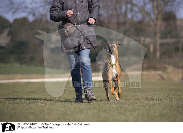 Whippet-Boxer im Training / NC-02482