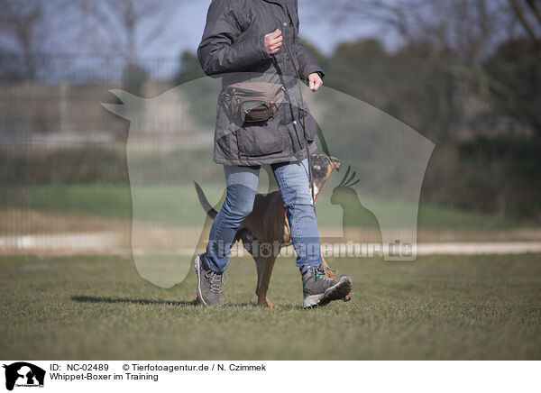 Whippet-Boxer im Training / Whippet-Boxer at raining / NC-02489