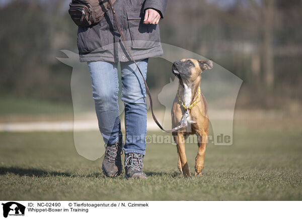 Whippet-Boxer im Training / NC-02490