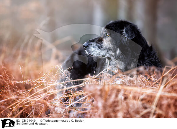 Schferhund-Hovawart / Shepherd-Hovawart / CB-01049