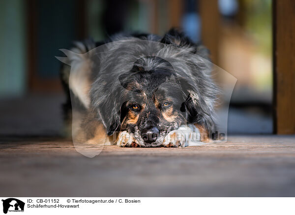 Schferhund-Hovawart / Shepherd-Hovawart / CB-01152