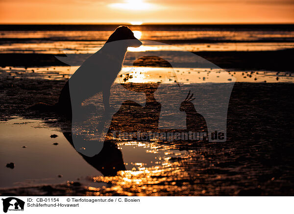 Sch�ferhund-Hovawart / Shepherd-Hovawart / CB-01154