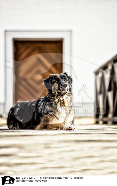 Schferhund-Hovawart / Shepherd-Hovawart / CB-01210
