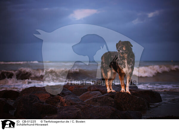 Schferhund-Hovawart / Shepherd-Hovawart / CB-01225