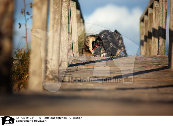 Schferhund-Hovawart / Shepherd-Hovawart / CB-01231