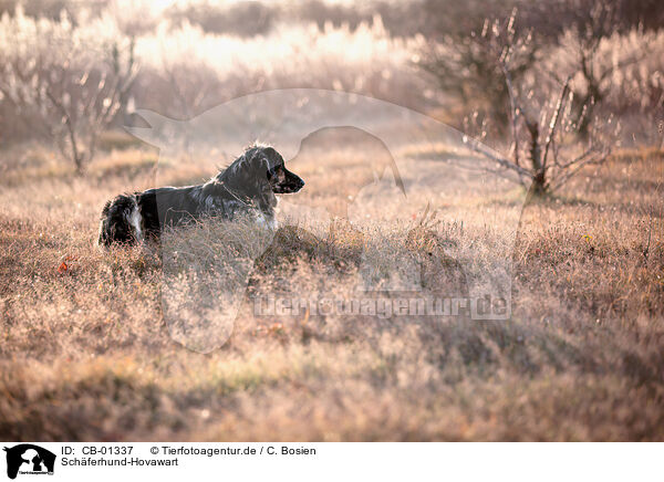 Schferhund-Hovawart / Shepherd-Hovawart / CB-01337