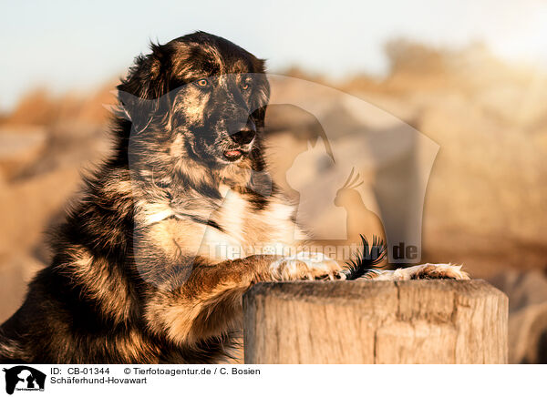 Schferhund-Hovawart / Shepherd-Hovawart / CB-01344