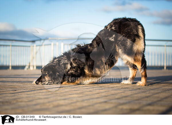 Schferhund-Hovawart / Shepherd-Hovawart / CB-01349