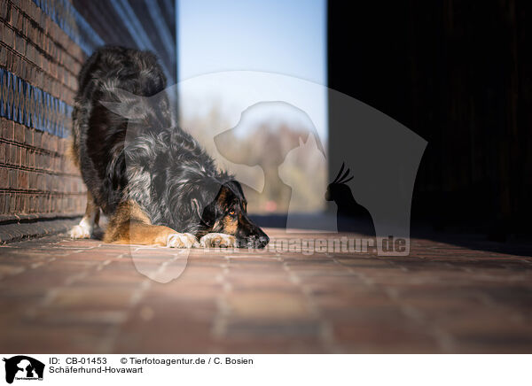 Schferhund-Hovawart / Shepherd-Hovawart / CB-01453