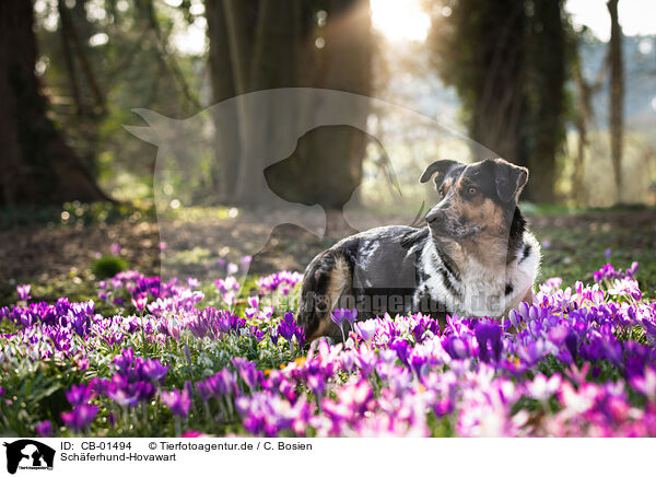 Schferhund-Hovawart / Shepherd-Hovawart / CB-01494