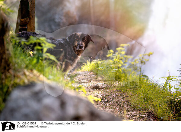 Schferhund-Hovawart / Shepherd-Hovawart / CB-01507