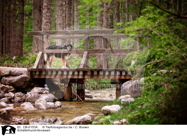 Schferhund-Hovawart / Shepherd-Hovawart / CB-01534