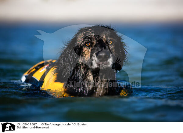 Schferhund-Hovawart / Shepherd-Hovawart / CB-01567