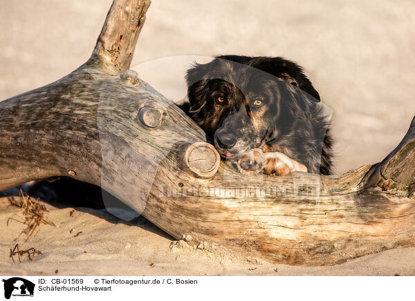 Schferhund-Hovawart / Shepherd-Hovawart / CB-01569