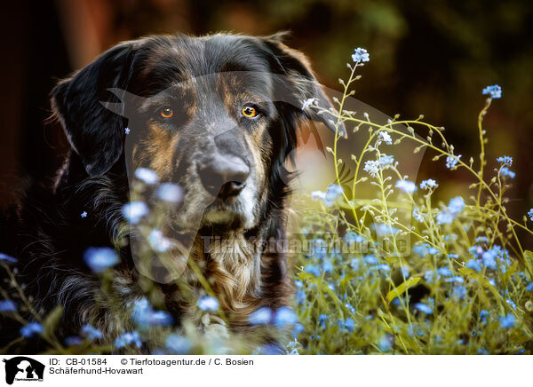 Schferhund-Hovawart / Shepherd-Hovawart / CB-01584