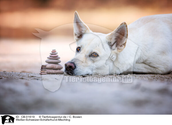 Weier-Schweizer-Schferhund-Mischling / Berger-Blanc-Suisse-Mongrel / CB-01619