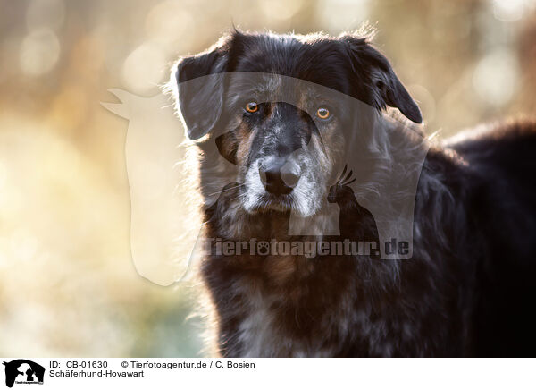 Schferhund-Hovawart / Shepherd-Hovawart / CB-01630