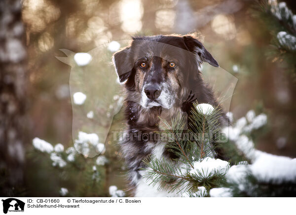 Schferhund-Hovawart / Shepherd-Hovawart / CB-01660