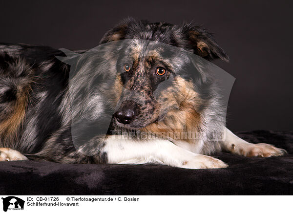 Schferhund-Hovawart / Shepherd-Hovawart / CB-01726