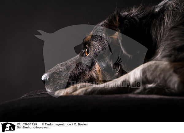 Schferhund-Hovawart / Shepherd-Hovawart / CB-01729