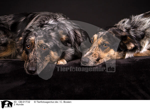 2 Hunde / 2 dogs / CB-01732