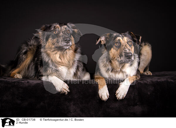 2 Hunde / 2 dogs / CB-01738